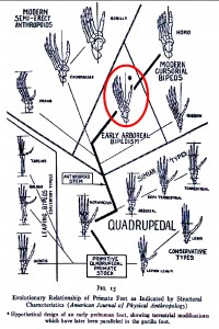 Diagram of evolutionary developments of primate foot